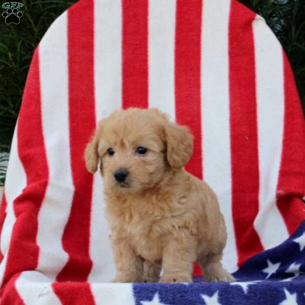Aletha, Morkie-Poo Puppy
